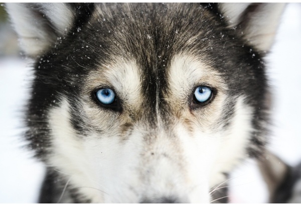 Külastage huskyfarmi + huskysõit (5 km)