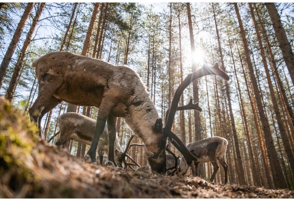 Ehtsa põhjapõdrafarmi külastus ja kanuumatk looduses