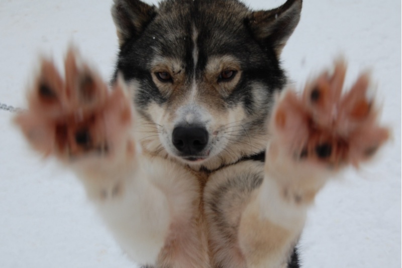 Husky Spin